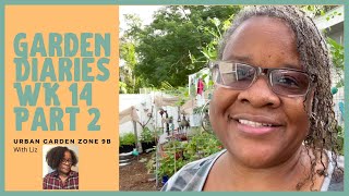 Container Garden Diaries Wk 14 Part 2 Documenting Our Garden Journey Small Space Gardening Zone 9b