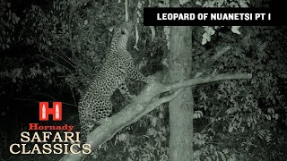 Leopard of Nuanetsi pt 1