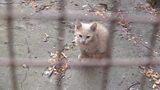 I found tiny kitten near back old supermarket