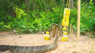 Best diy snake trap technology make from bottles