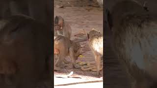 Monkey video  Prank monkey #funny #monkey #monkeyvideo #animals #funnyanimal #monkeyshow #animals