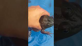 MONSTER bullfrog caught while cleaning pond 🐸 | #shorts