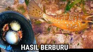 BERBURU KERANG LAUT, IKAN BUNTAL, IKAN KOTAK, DAN ANGGUR LAUT