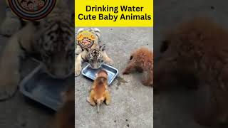 Drinking Water Cute Baby Animals #funny #comedy #animals #babyanimals #shorts #reels #animalsvideos