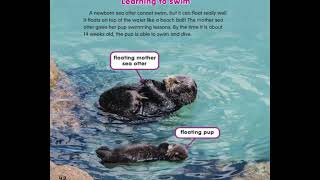 Sea Otter Pups: Read Aloud