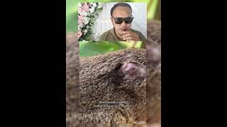 Larva Ini Hidup Ditubuh Hewan #faktaunik #dubbing #overlay