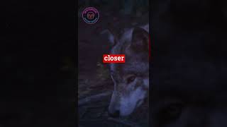 Wolf Attacks: Real Life Horror Unleashed #shorts