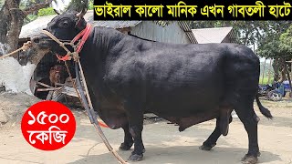 সারা বাংলাদেশের আলোচিত গরু ২৫ লাখ টাকার কালো মানিক এখন গাবতলী হাটে  Gabtoli hat kalo manik goru