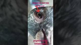 pigeon eyes treatment 🔝🔝#YouTube video #viral video #trending #top #pigeon #shorts