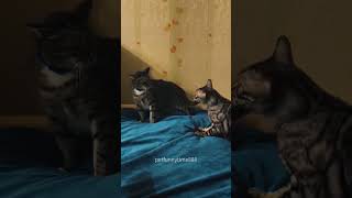 Two cats at home always fight