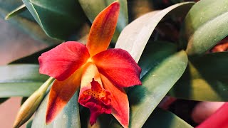 Cattleya Bloom Jami Hollingsworth ‘sun bulbs orange’