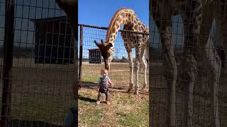 Animals playing baby 👶 ❤️ |best comedy scene 😆 🤣 #status #shortvideo #whatsappstatus #viral #shorts