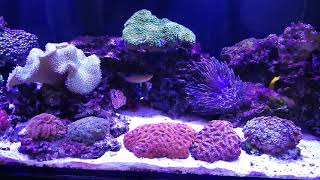 Cyanobacteria in reef tank - part 2