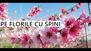 Cornelia Sarac - Pe florile cu spini (Poezie Crestina)