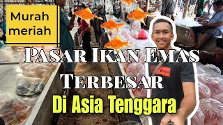 PASAR IKAN HIAS TERBESAR SEASIA TENGGARA!!! MURAH-MURAH