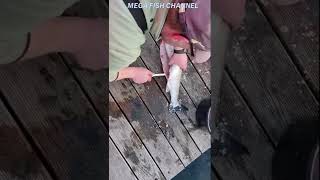 Filetowanie łososia/Salmon filleting#SHORTS