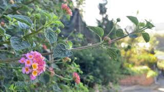 The Only One / Lantana camara flower ☷☱