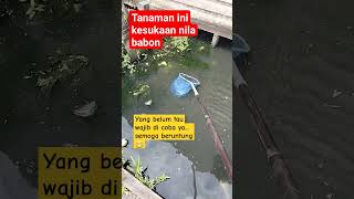 YANG BELUM MENCOBA JANGAN MENCELA YA....❗️TANAMAN  KESUKAAN NILA BABON