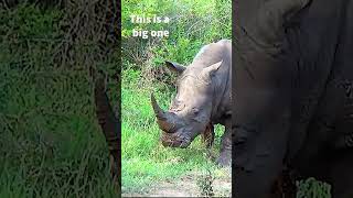 Rhino taking a mud bath #shortsyoutube #wildlife #animals