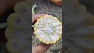 #MUSKMELON SAKKARTETI #shorts#trending#youtubeshorts#