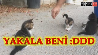 👉5 yavru kedi'nin yakalamaca oyunu :DDD acaba hangisi geççek:D👉catch me if you can - baby cats:DDD😂😹