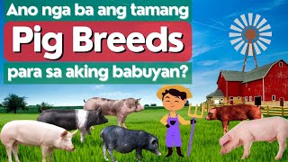 Tips Para Sa Tamang Pagpili Ng Breed Ng Baboy Para Sa Iyong Pig Farm o Babuyan