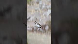 Osprey diving