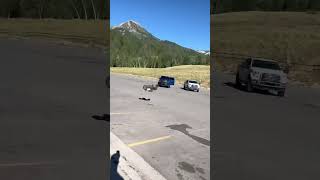 Tough Traxxas X Maxx Double Backflip Fail