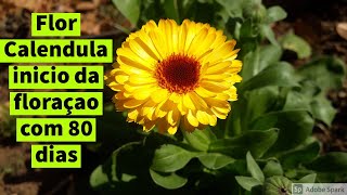 Como plantar flor calendula medicinal inicio da floraçao 80 dias video #5