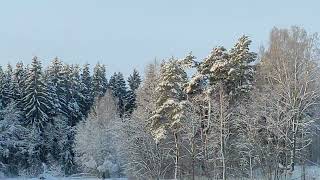 прогулка на лыжах, это не единственная встреча с лесными обитателями.