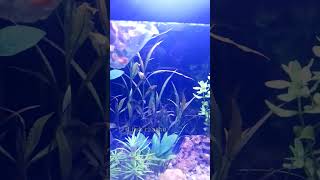 Guppy fish for planted tank  😊🐟 subscribe for more  🥰