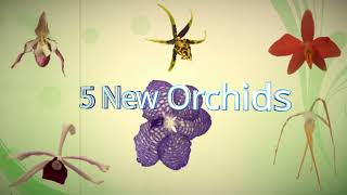 5 New Orchids2