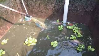 Panen gurame 20 kg di kolam kecil belakang rumah