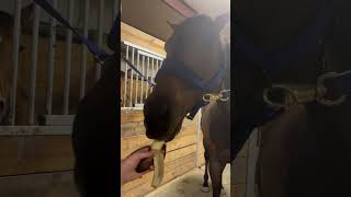 Bananaaaa 🍌 Bugs likes bananasss #banana #horse #horseriding #horselover #hunterjumper #fypシ#equine