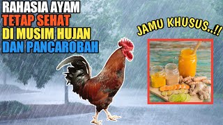 JAMU AYAM MUSIM HUJAN  JAMU AYAM MUSIM PANCA ROBAH | TERNAK AYAM KAMPUNG PEMULA