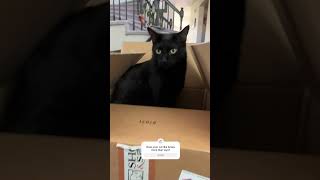 Why Cats Like Boxes | Two Crazy Cat Ladies #cats #cat #catbehavior