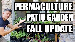 A Fall Update On The Permaculture Patio Garden