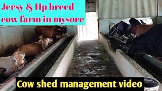 Cow farm visit video// Jersy and Hp breed cow farm in mysore//