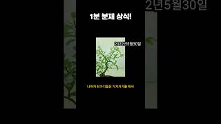 가지받는데 시간이 얼마나 걸릴까?? - 새싹분재원TV Sprout Bonsai TV