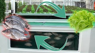 Integration of Aquaculture and Hydroponics | Urban Aquaponics Farming in Philippines