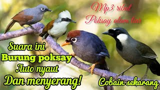 SUARA PIKAT DAN MASTERAN SEMUA BURUNG POKSAY RIBUT ALAM LIAR