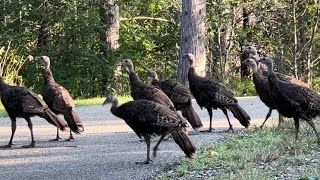 Lucky to see a group of wild turkeys/ moog taug kev muaj moo pum qab cov txiv 8-21-2024