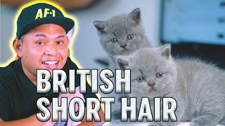 Britsh Shorthair Saya | Baca Komen Peminat