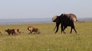 Elephant mother gets tired of watching her calf being eaten by lions