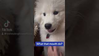 What that mouth do? #dog #puppy #puppylife #samoyedpuppy #samoyed #funny #cute