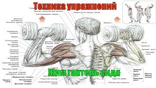 Жим гантель сидя. Как правильно жать гантели для развития дельт. Техника #8