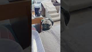 Louie Begging Again #pug #dog #pets