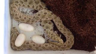 Western hognose (Heterodon nasicus) - egglaying