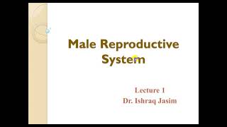 L6 / Part 1 of Male Reproductive System