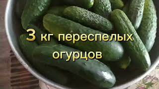 ОГУРЦЫ для СОЛЯНОК, РАССОЛЬНИКА и САЛАТОВ #липецкаяобласть #рецепты #сельскаяжизнь #раненбург #еда